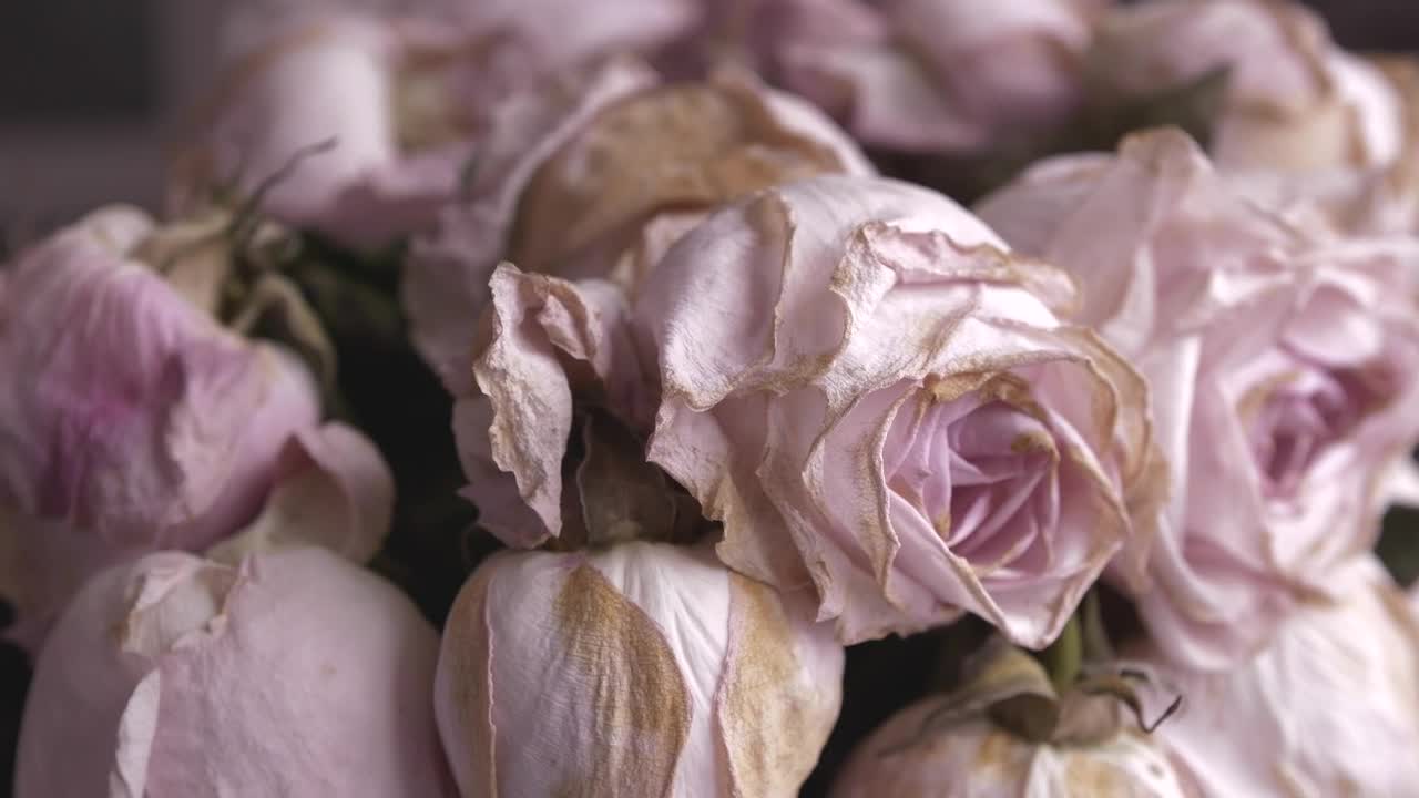 Video Stock Pink Flowers About To Fade Live Wallpaper Free - Free Download
