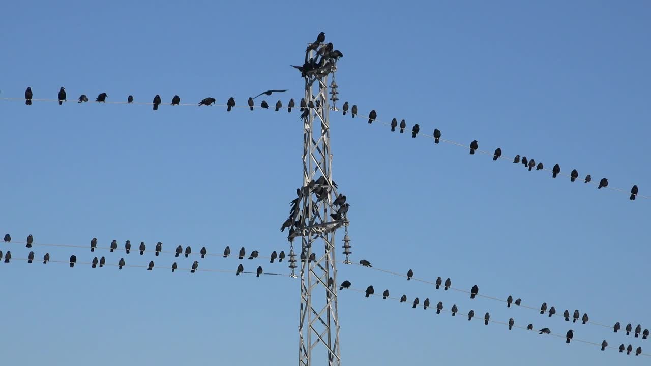 Free Video Stock swarm of birds standing on the electric cables Live Wallpaper - Free Download