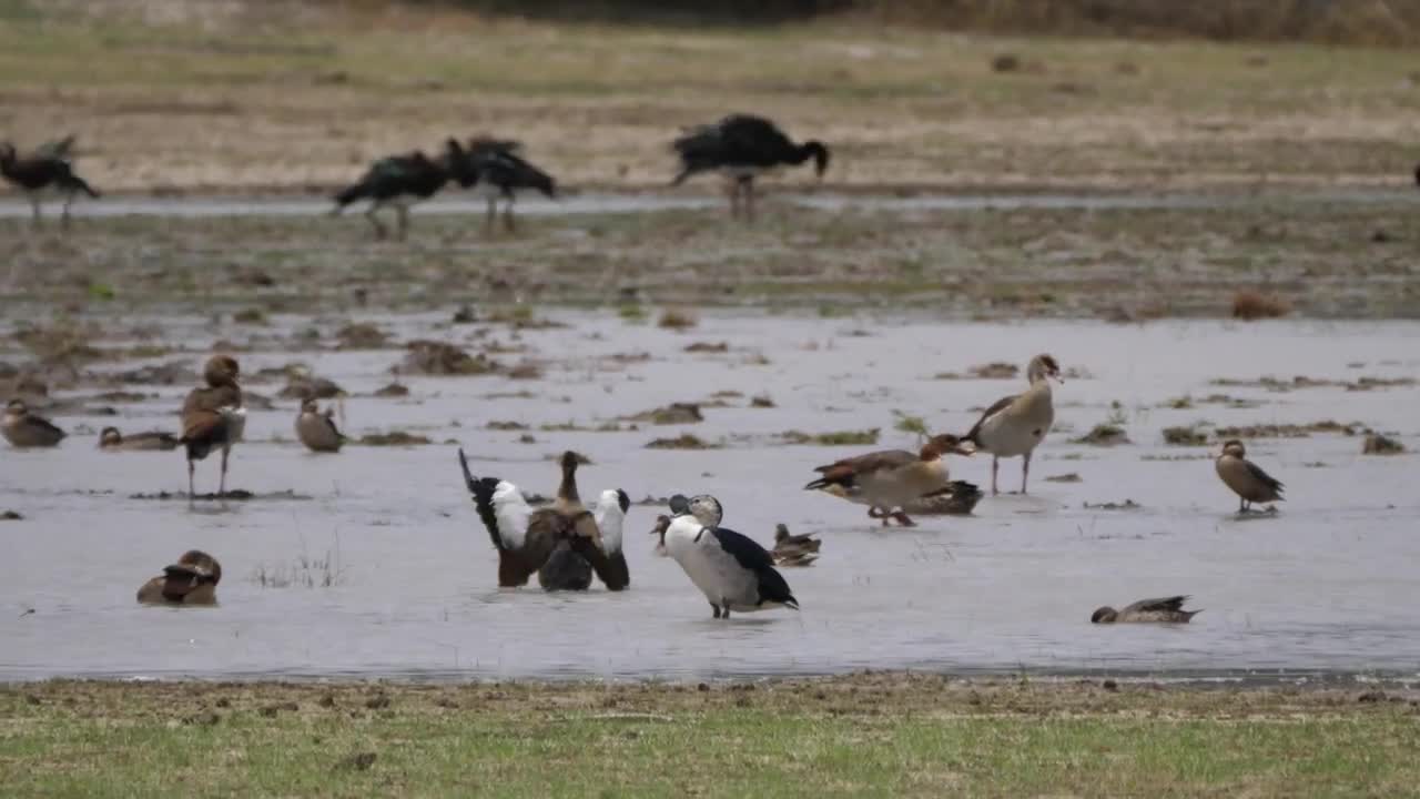 Stock Video Birds In A Flooded Field Live Wallpaper For PC - Free Download