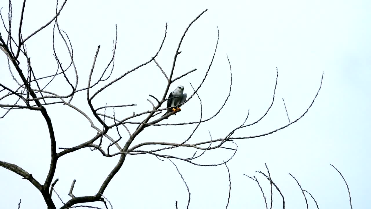 Stock Video Eagle Resting On A Branch Live Wallpaper For PC - Free Download