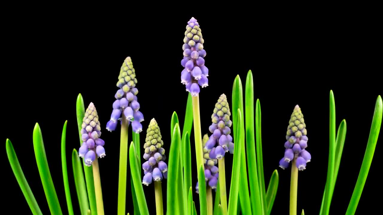 Stock Video Little Purple Flowers Growing Animated Wallpaper - Free Download