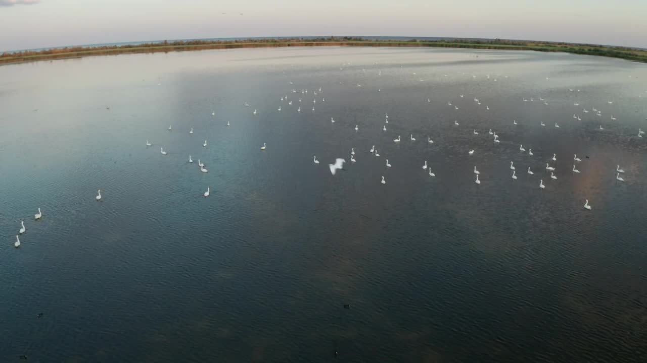 Free Video Stock swans swimming on a lake Live Wallpaper - Free Download