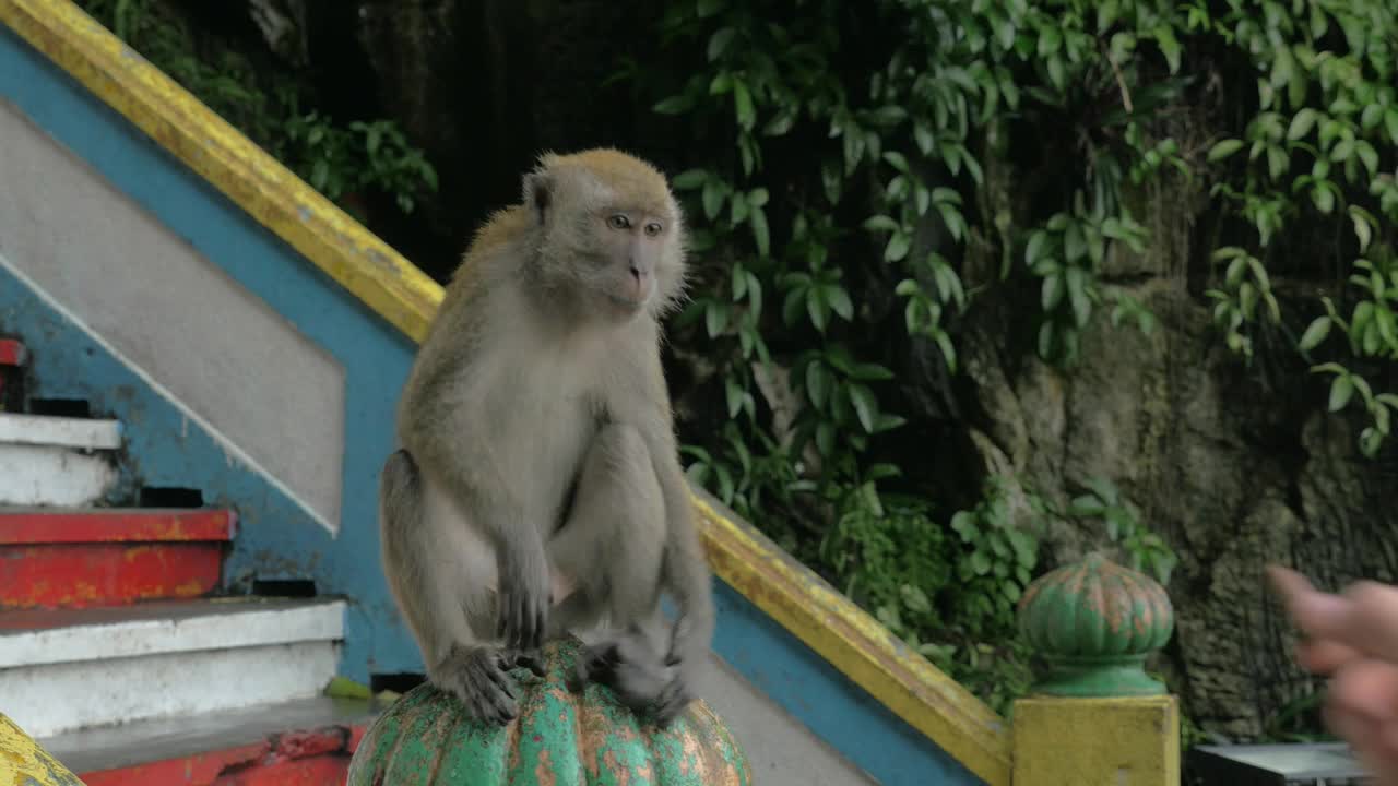 Stock Video Feeding A Monkey In Malaysia Live Wallpaper For PC - Free Download