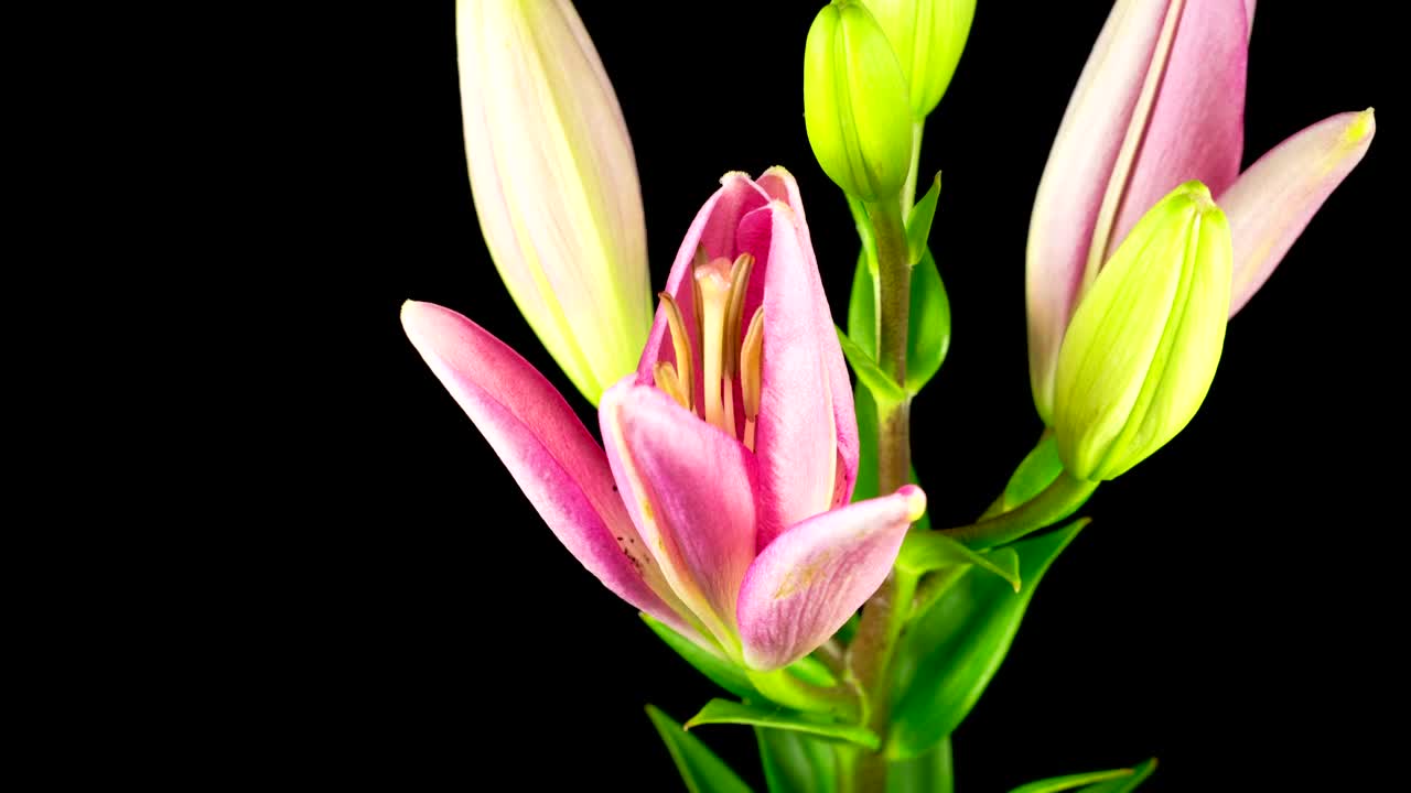 Free Video Stock time lapse of a pink lily flower opening Live Wallpaper - Free Download