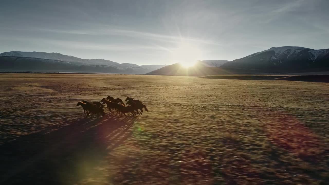 Free Video Stock tibetan horses running across tundra in himalayan landscape Live Wallpaper - Free Download