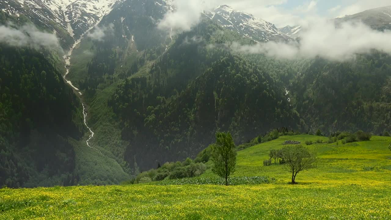 Stock Video Gorgeous Forest And Mountain And A Meadow With Yellow Flowers Live Wallpaper For PC - Free Download