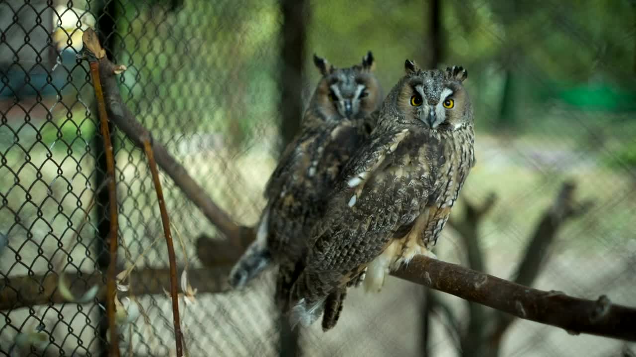 Stock Video Couple Of Owls In A Cage At The Zoo Live Wallpaper For PC - Free Download