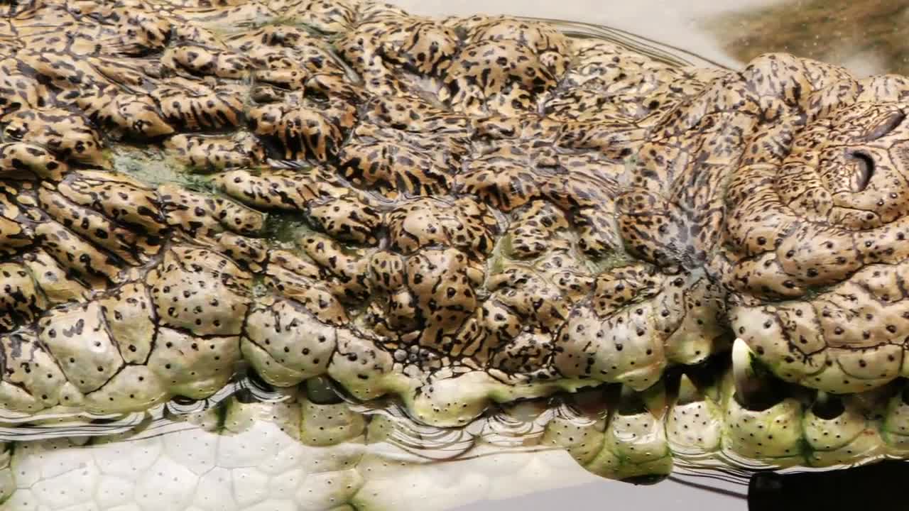 Stock Video Crocodile Skin Texture Live Wallpaper For PC - Free Download