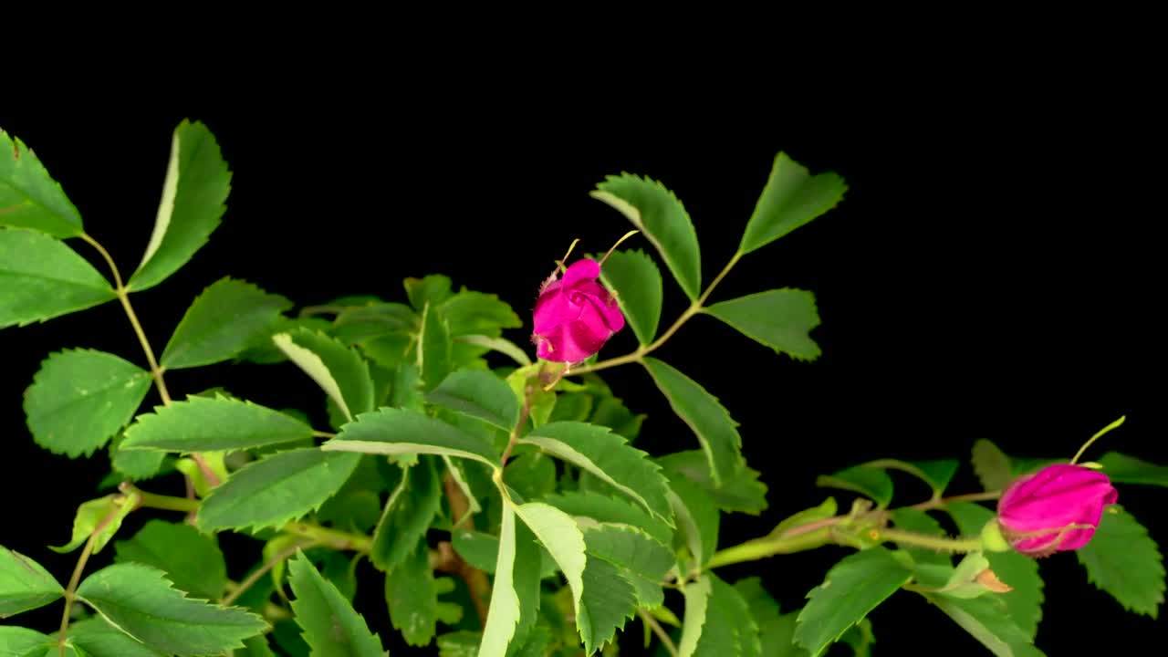 Video Stock Pink Flowers Opening Their Petals On A Black Background Live Wallpaper Free - Free Download