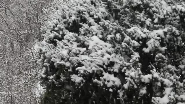 Stock Video Large Snowflakes Falling Smal Animated Wallpaper - Free Download