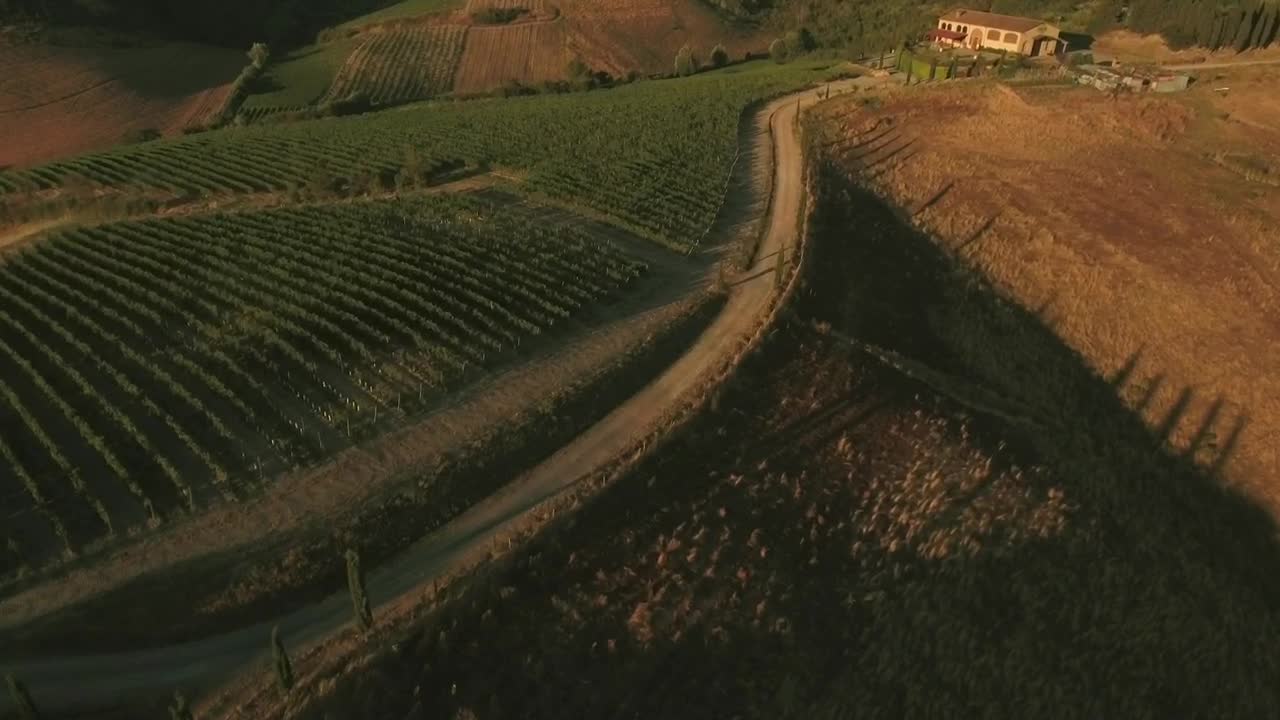 Stock Footage Vineyard Lines Live Wallpaper - Free Download