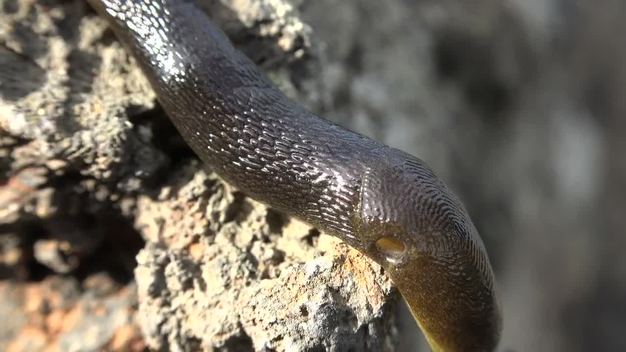 Free Video Stock Slug Crawling Live Wallpaper - Free Download