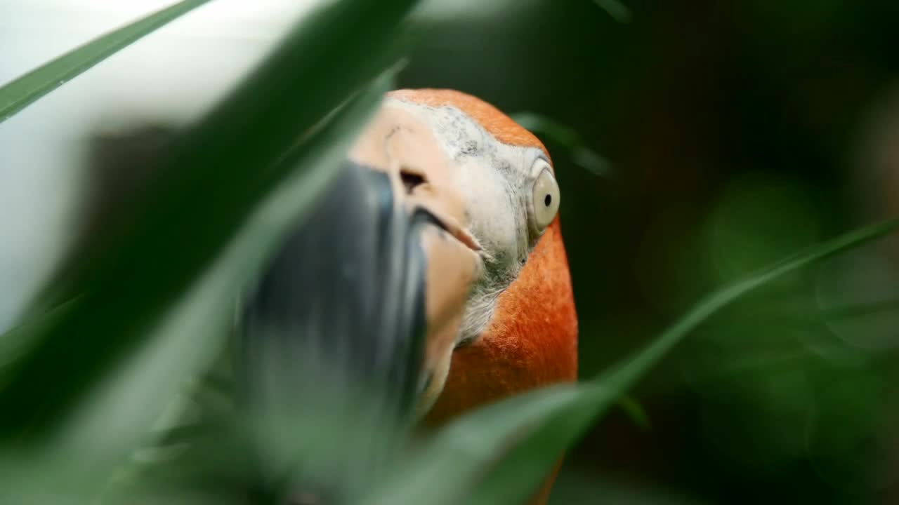 Video Stock Portrait Of A Flamingo Looking Around Live Wallpaper Free - Free Download