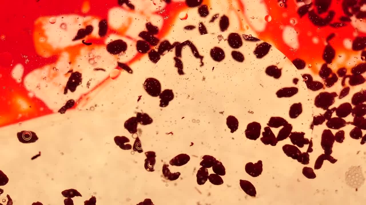 Video Stock Petri Blood Cells Live Wallpaper Free - Free Download
