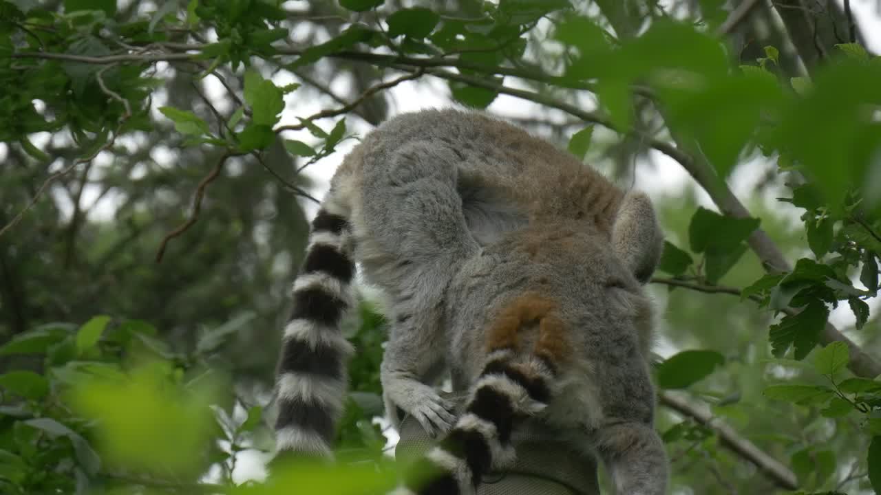 Free Stock Video Two Lemurs Above The Trees In Nature Live Wallpaper - Free Download