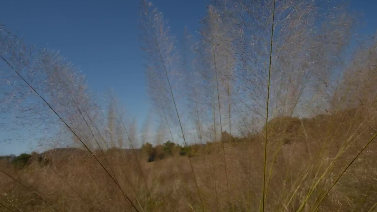 Free Video Stock tall and dry grass Live Wallpaper - Free Download