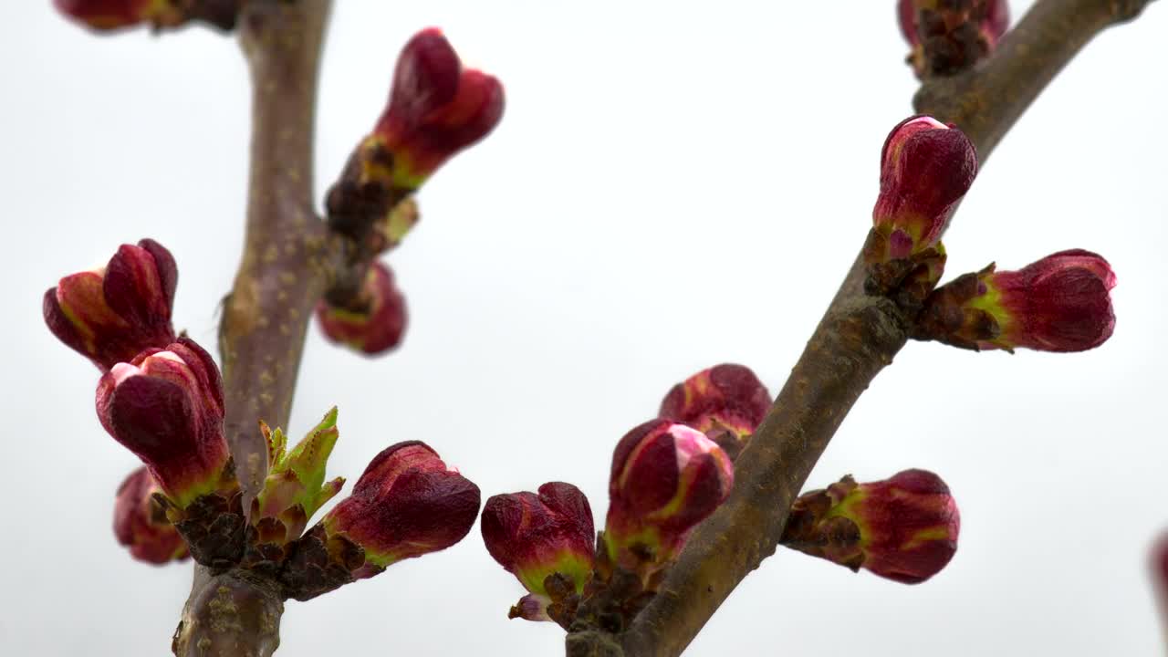 Stock Footage White Flowers Opening On Branches Live Wallpaper - Free Download
