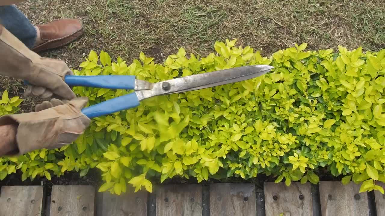 Stock Video Gardener Pruning A Bush With Garden Shears Live Wallpaper For PC - Free Download