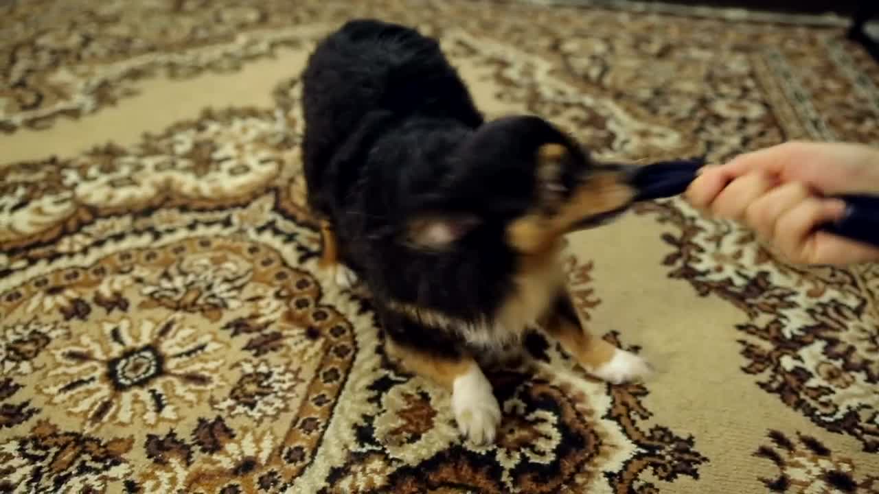 Stock Video Cute Dog Plays With His Cloth Toy With Its Owner Live Wallpaper For PC - Free Download