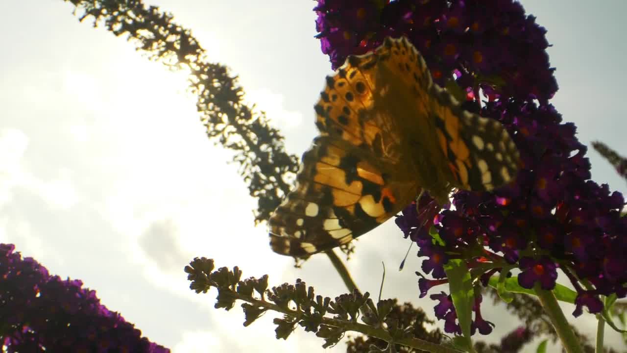 Video Stock Butterfly Hanging Off Of A Flower Live Wallpaper For PC - Free Download