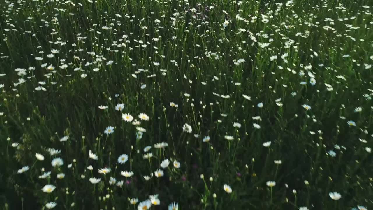 Stock Footage White Wildflowers Covering A Field Live Wallpaper - Free Download