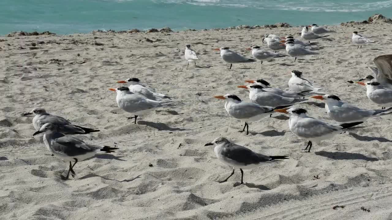 Stock Video Flock Of Birds Standing On The Beach Live Wallpaper For PC - Free Download