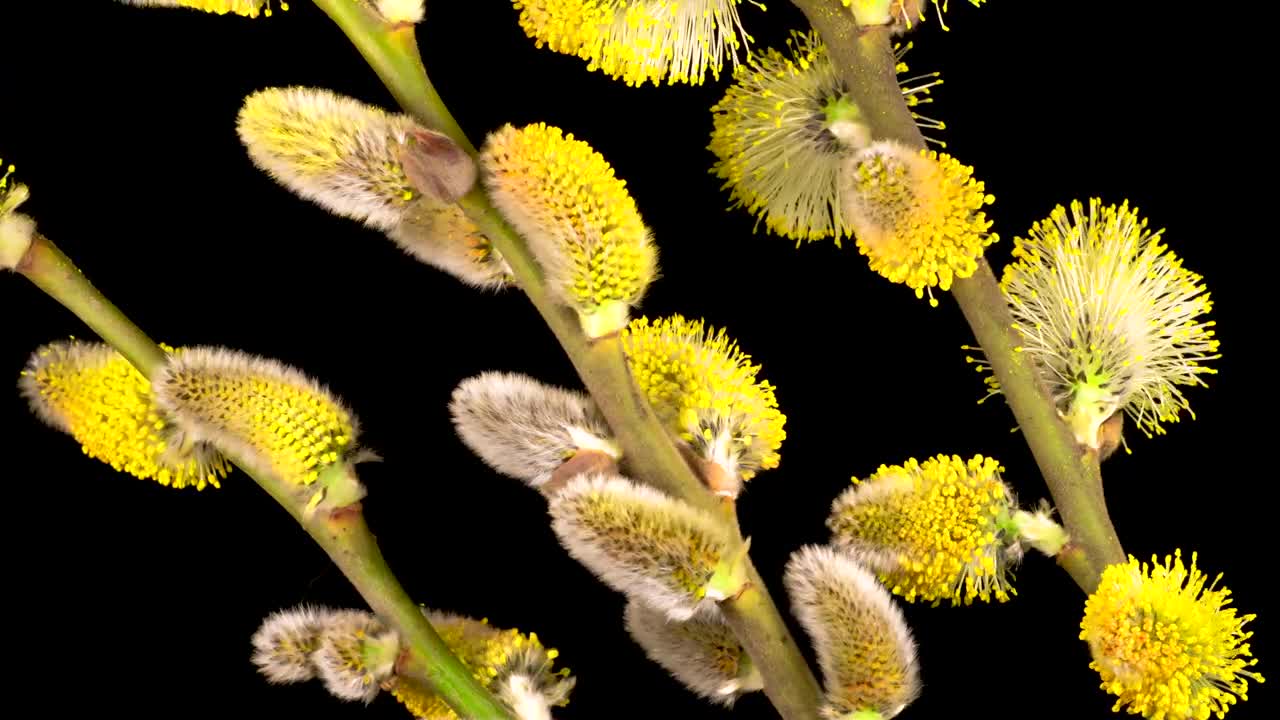 Free Video Stock Spring Willow Flower Opening Live Wallpaper - Free Download