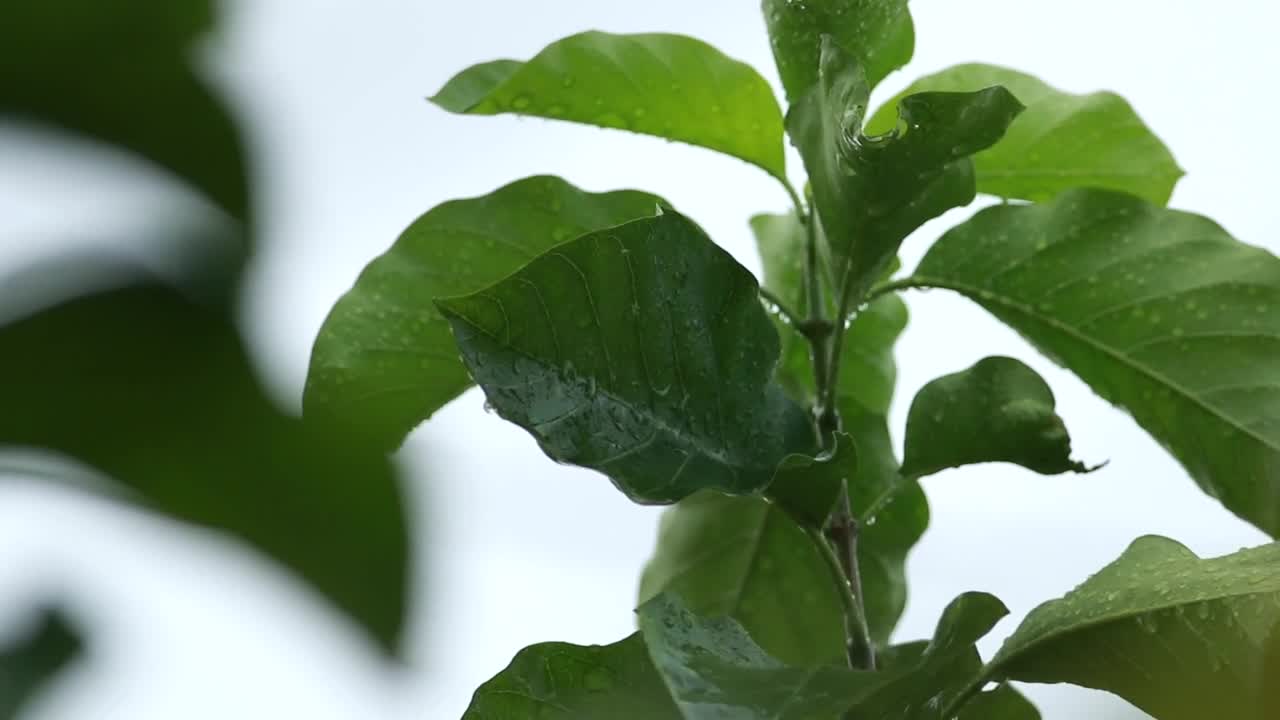 Stock Video Damp Leaves During A Storm Live Wallpaper For PC - Free Download