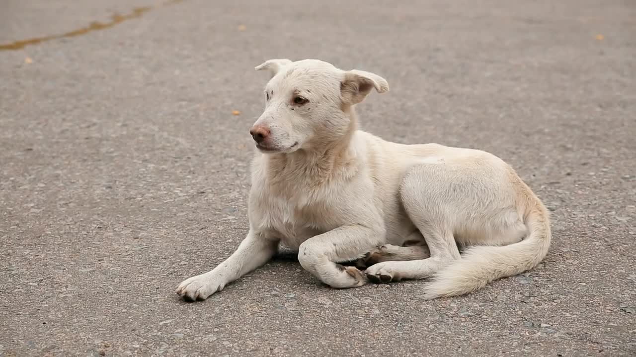 Stock Video Hungry Stray Dog Lies Down On The Floor Animated Wallpaper - Free Download
