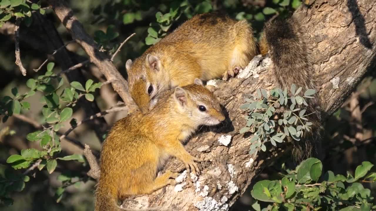 Free Video Stock Squirrels On A Tree Branch Live Wallpaper - Free Download