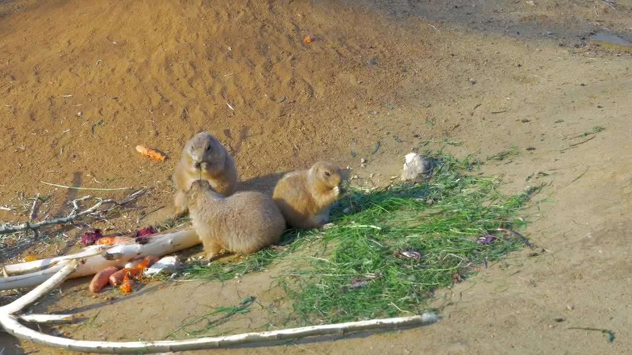Video Stock Prairie Dogs Eating In A Group Live Wallpaper Free - Free Download