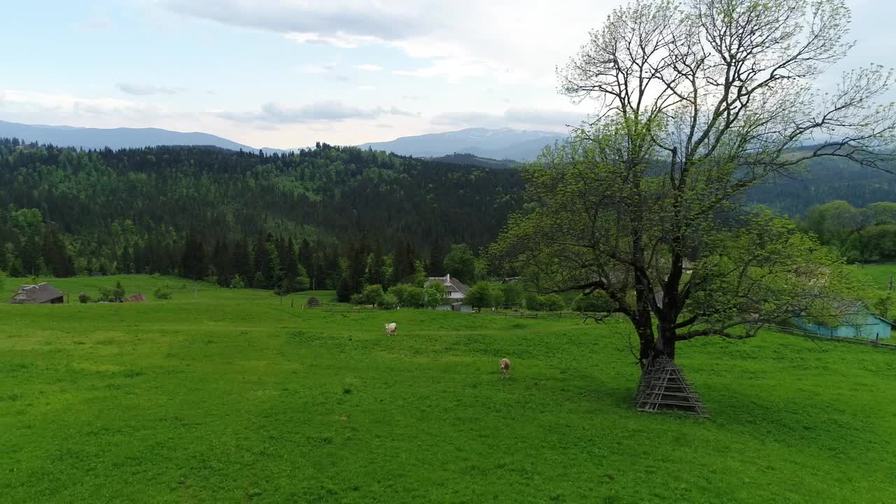 Stock Video Cows Eating Grass In A Pasture Field Live Wallpaper For PC - Free Download