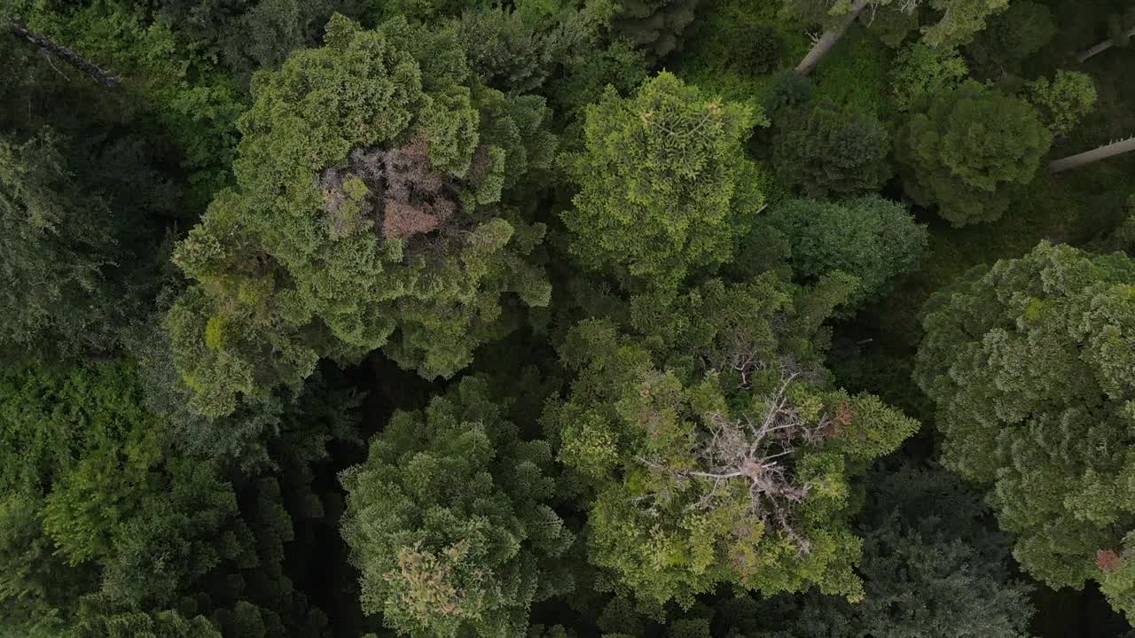 Stock Video Immense Pine Forest Seen From Above Animated Wallpaper - Free Download