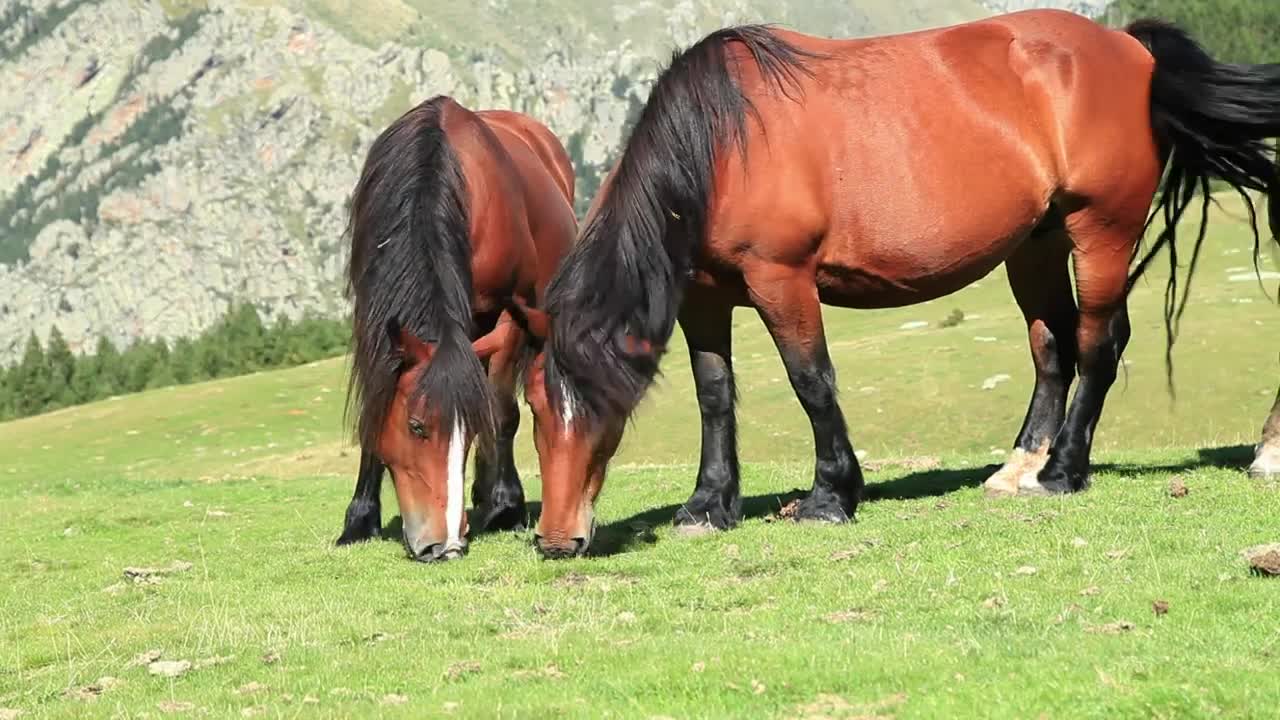 Free Stock Video Two Horses Feeding On Grass On A Hill Live Wallpaper - Free Download