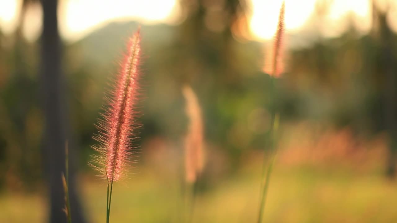 Free Stock Video Shallow Focus Of A Field In Autumn Live Wallpaper - Free Download