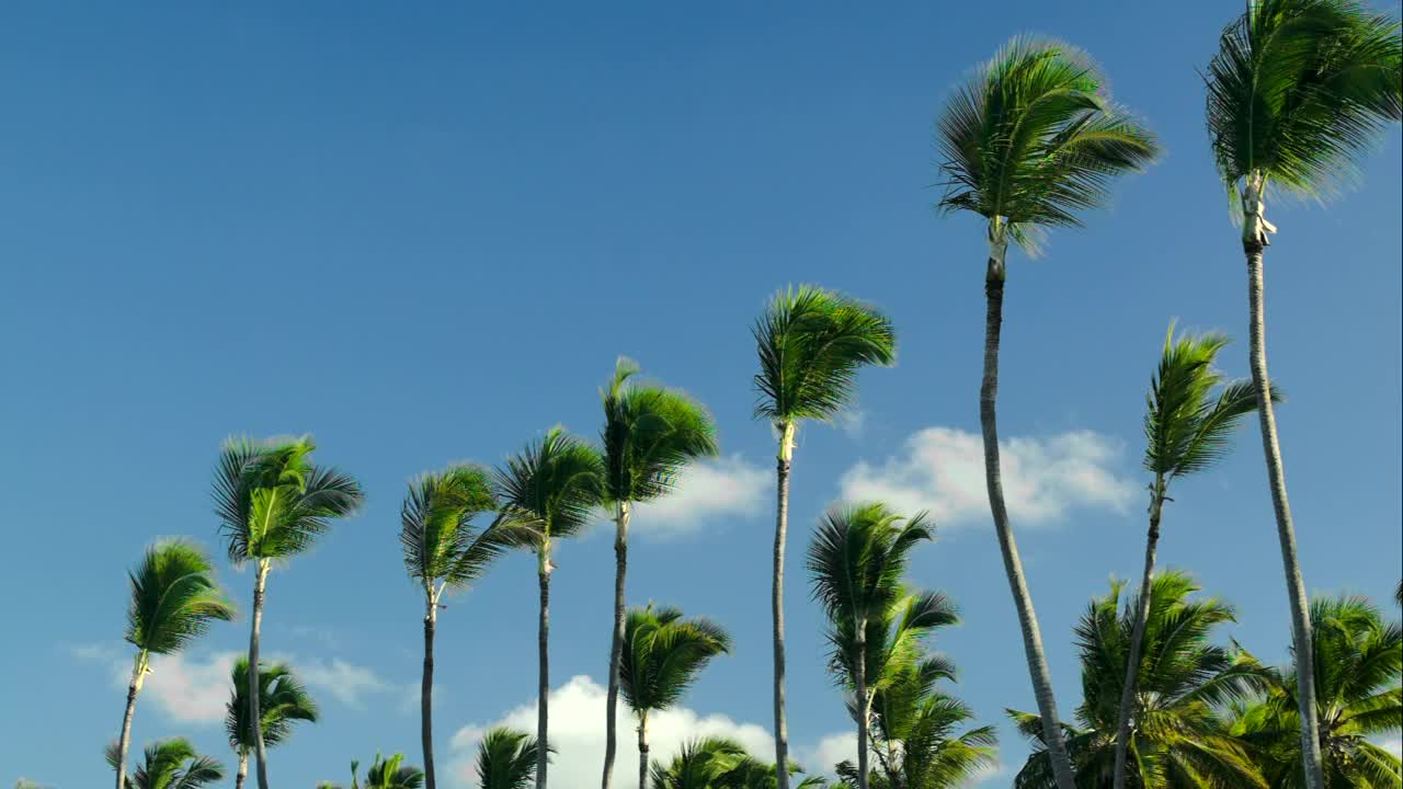 Stock Footage Windswept Trees Against A Blue Sky Live Wallpaper - Free Download