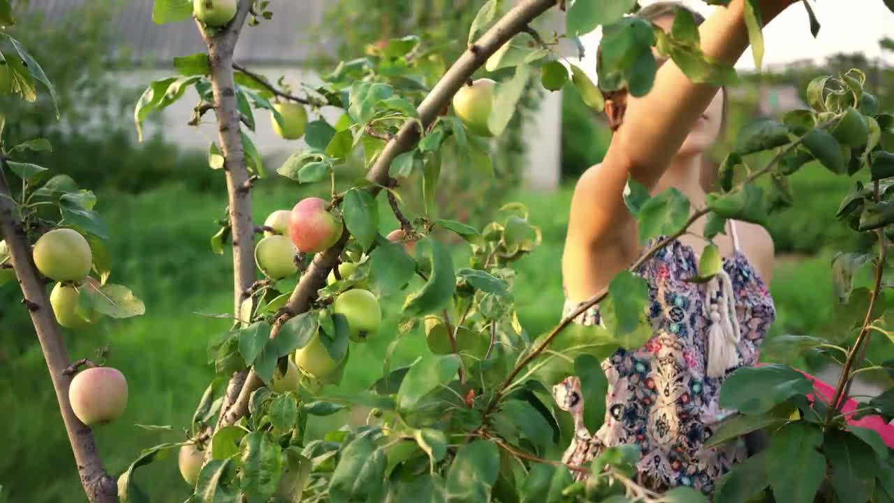 Video Stock Ranchero Girl Picking Apples From A Tree Live Wallpaper Free - Free Download