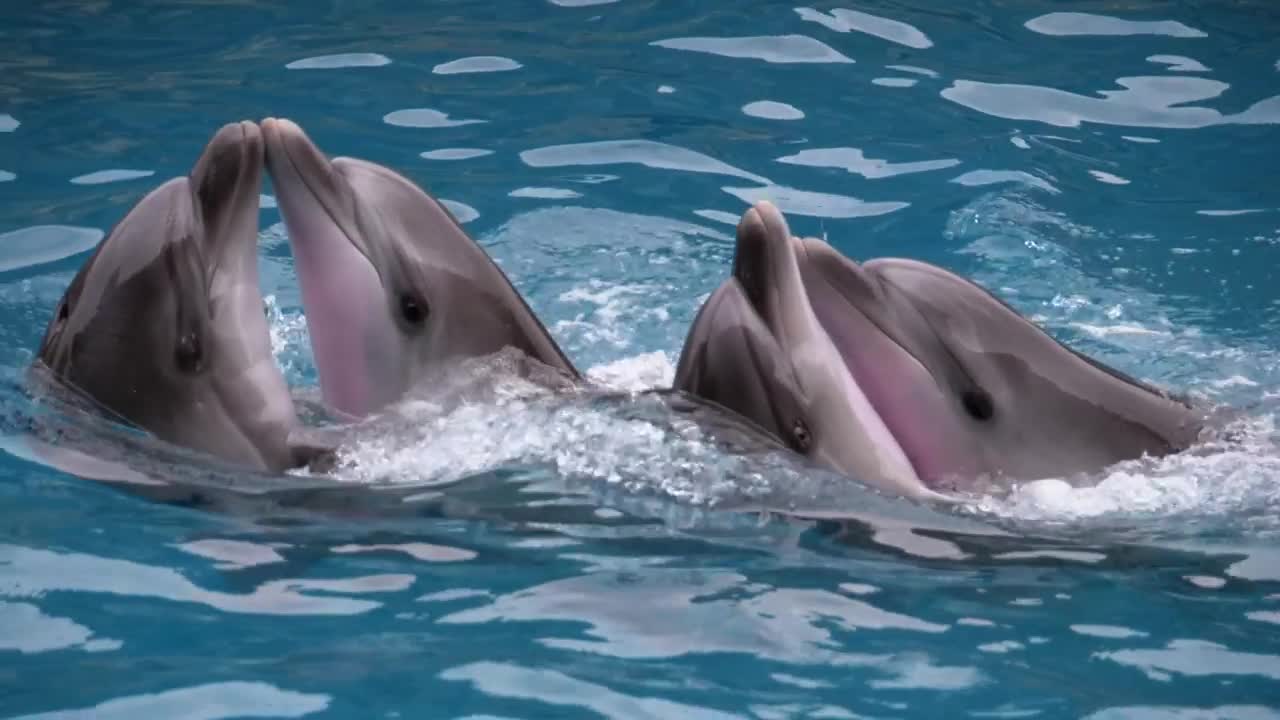 Stock Video Dolphins Dancing At A Show Live Wallpaper For PC - Free Download