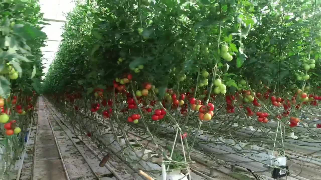 Stock Video Greenhouse Full Of Tomato Plants Live Wallpaper For PC - Free Download
