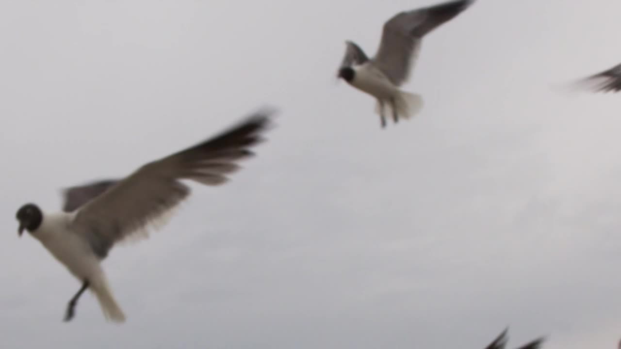 Free Stock Video Seagulls Flying Before A Storm Live Wallpaper - Free Download