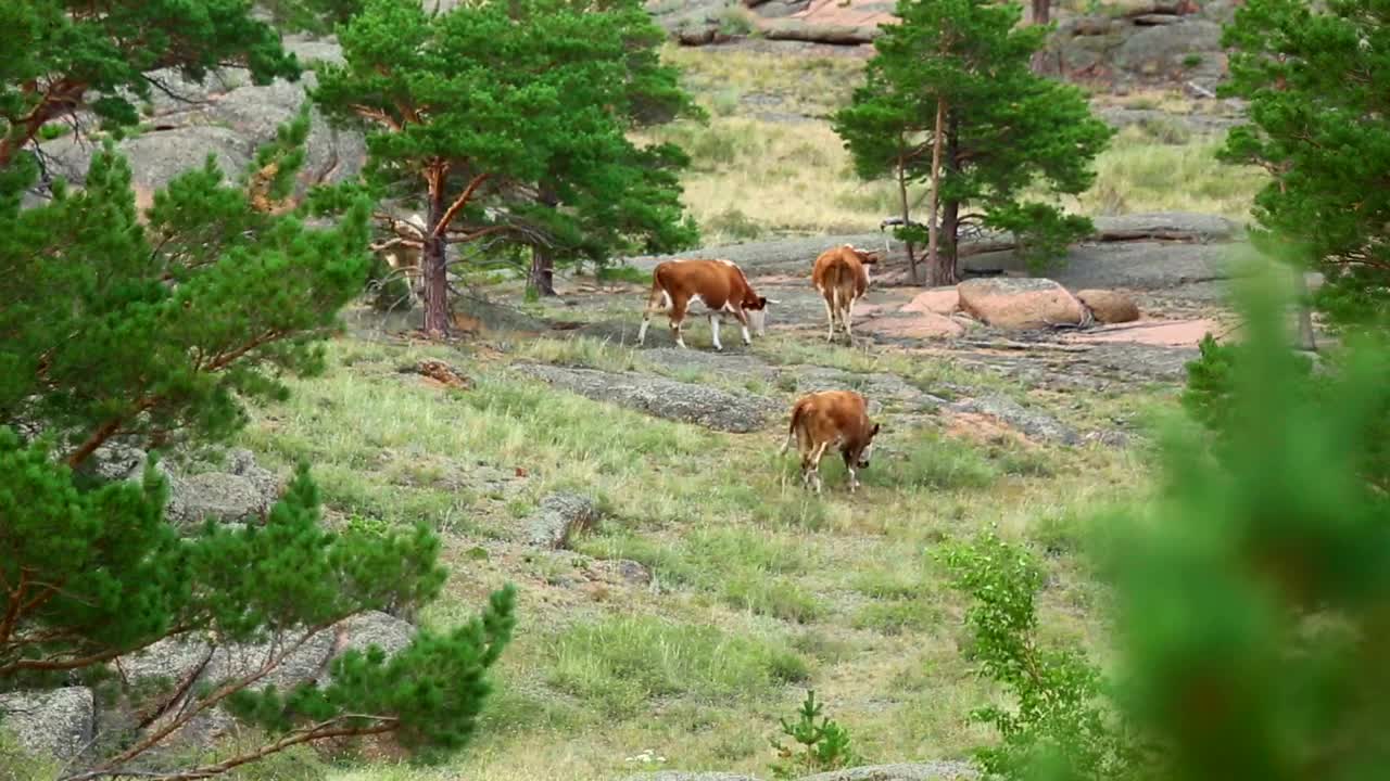 Stock Video Cows Walking In The Meadow Live Wallpaper For PC - Free Download
