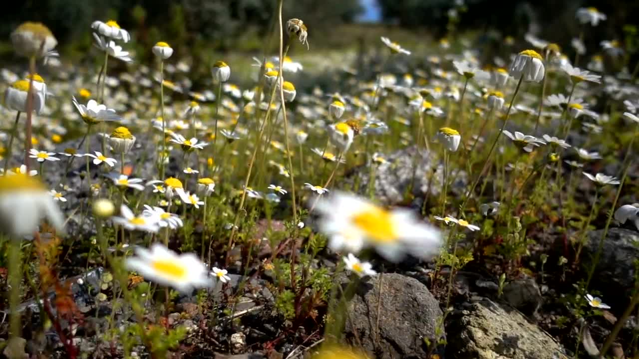 Stock Video Field Of Daisies Close Up Live Wallpaper For PC - Free Download