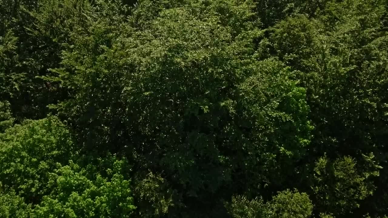 Stock Video Large Forest In The Countryside Animated Wallpaper - Free Download