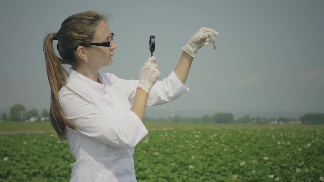 Stock Video Biologist Inspecting Samples In The Crop Field Live Wallpaper For PC - Free Download