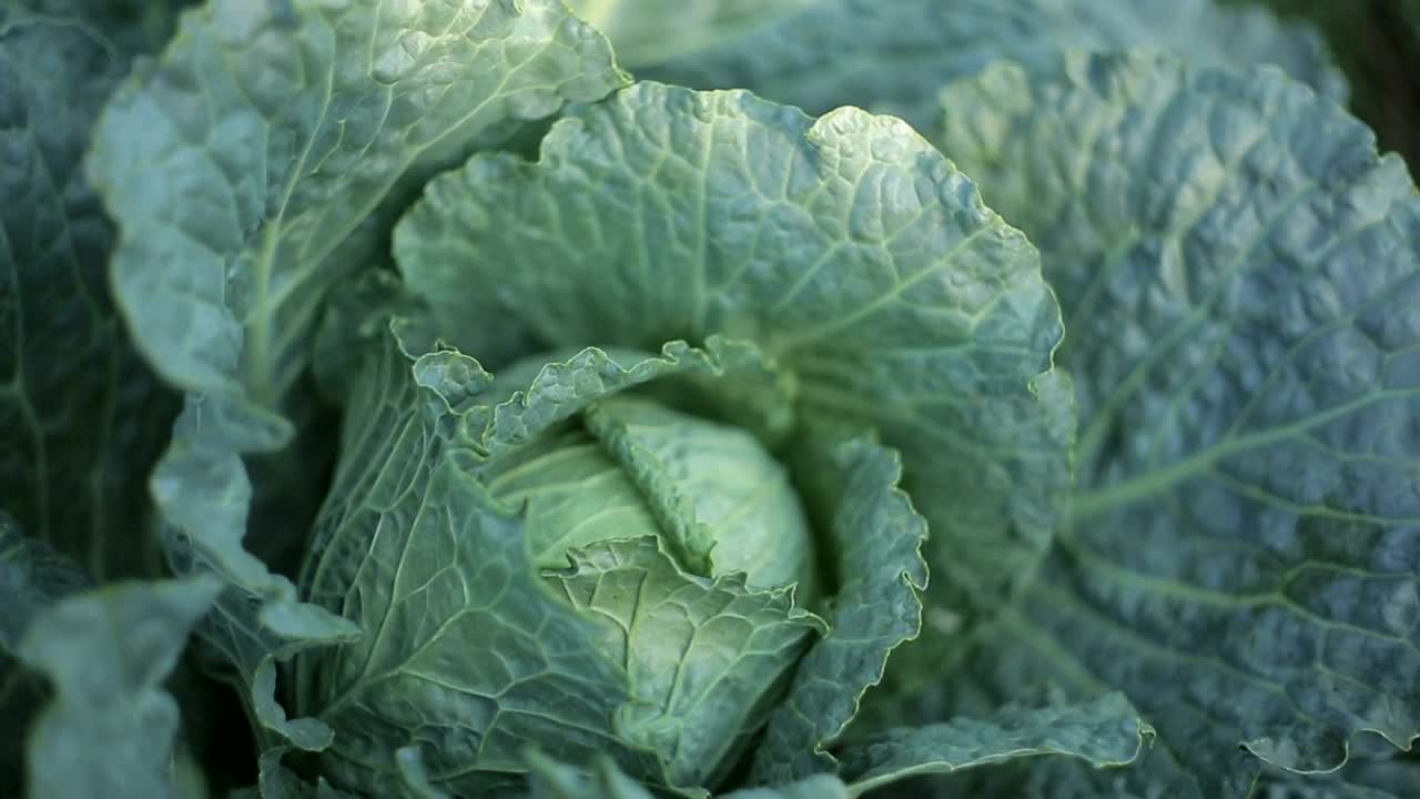 Free Video Stock texture of a cabbage close up view Live Wallpaper - Free Download
