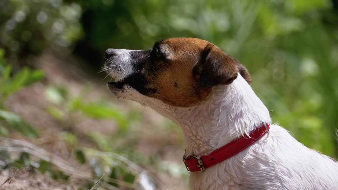 Stock Video Dog Barking In Nature Live Wallpaper For PC - Free Download