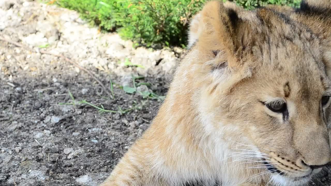 Stock Video Lioness Laying In The Shade Animated Wallpaper - Free Download
