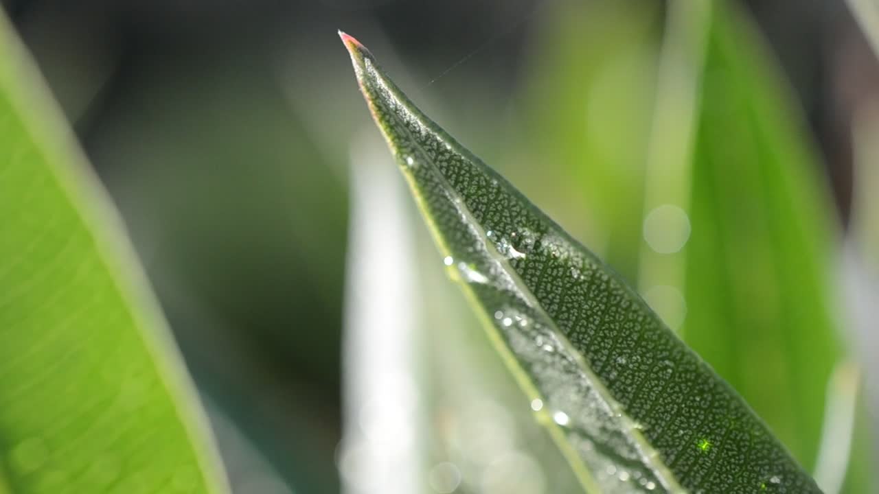 Stock Video Early Morning Dew On Leaves Live Wallpaper For PC - Free Download