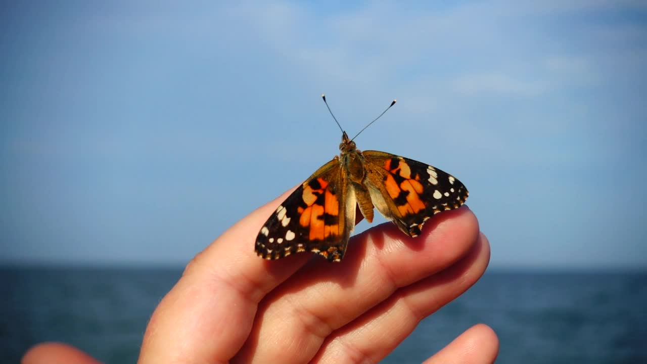 Video Stock Butterfly On A Finger Live Wallpaper For PC - Free Download
