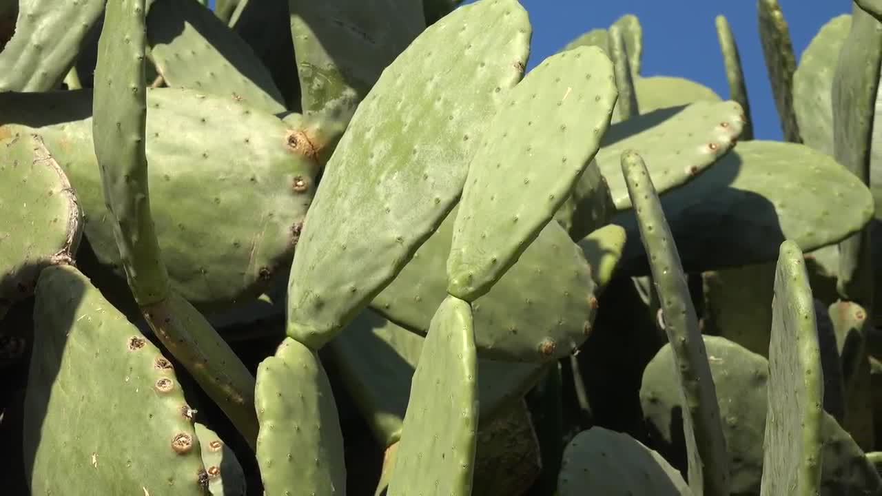 Video Stock Prickly Pear Plant Close Up Live Wallpaper Free - Free Download